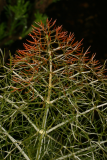 Foeniculum vulgare 'Purpureum' RCP04-06 (99).jpg